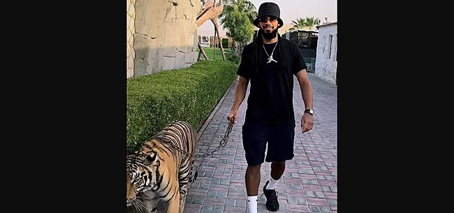 Denayer maakt wandeling met ... tijger: 