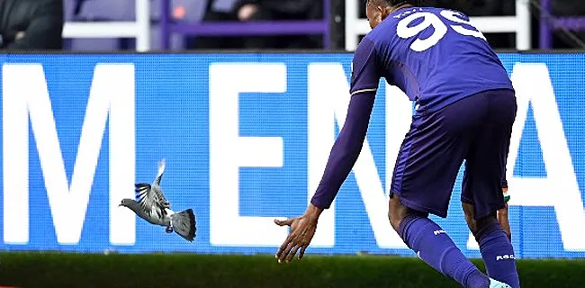 Duif steelt show bij Anderlecht-KVO: 