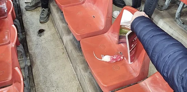 Standard-fans getuigen: 