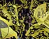 <strong>Aanwinst van Lierse SK doet het verrassend goed</strong>